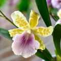 Miltonia Binotii