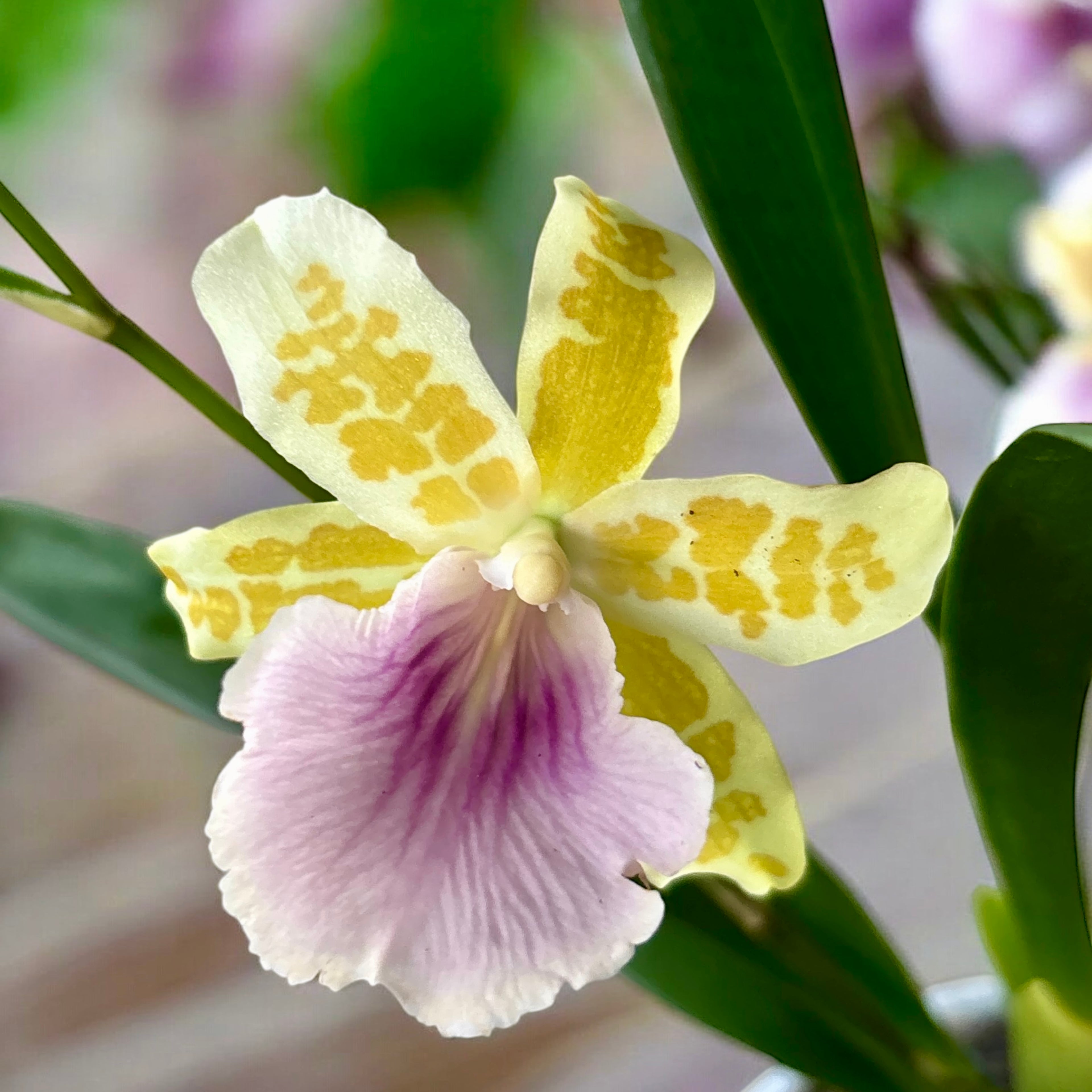 Miltonia Binotii