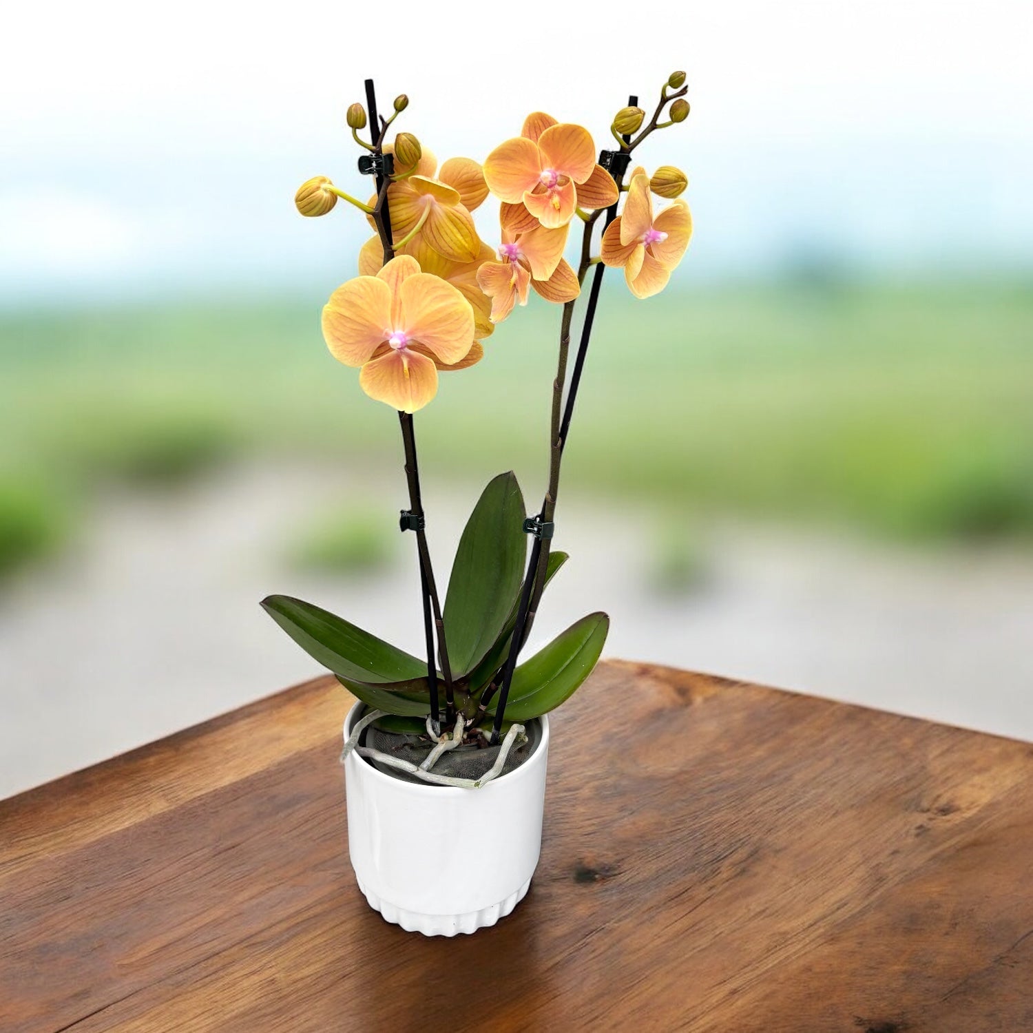 Phalaenopsis Charming Sunset grande labbro