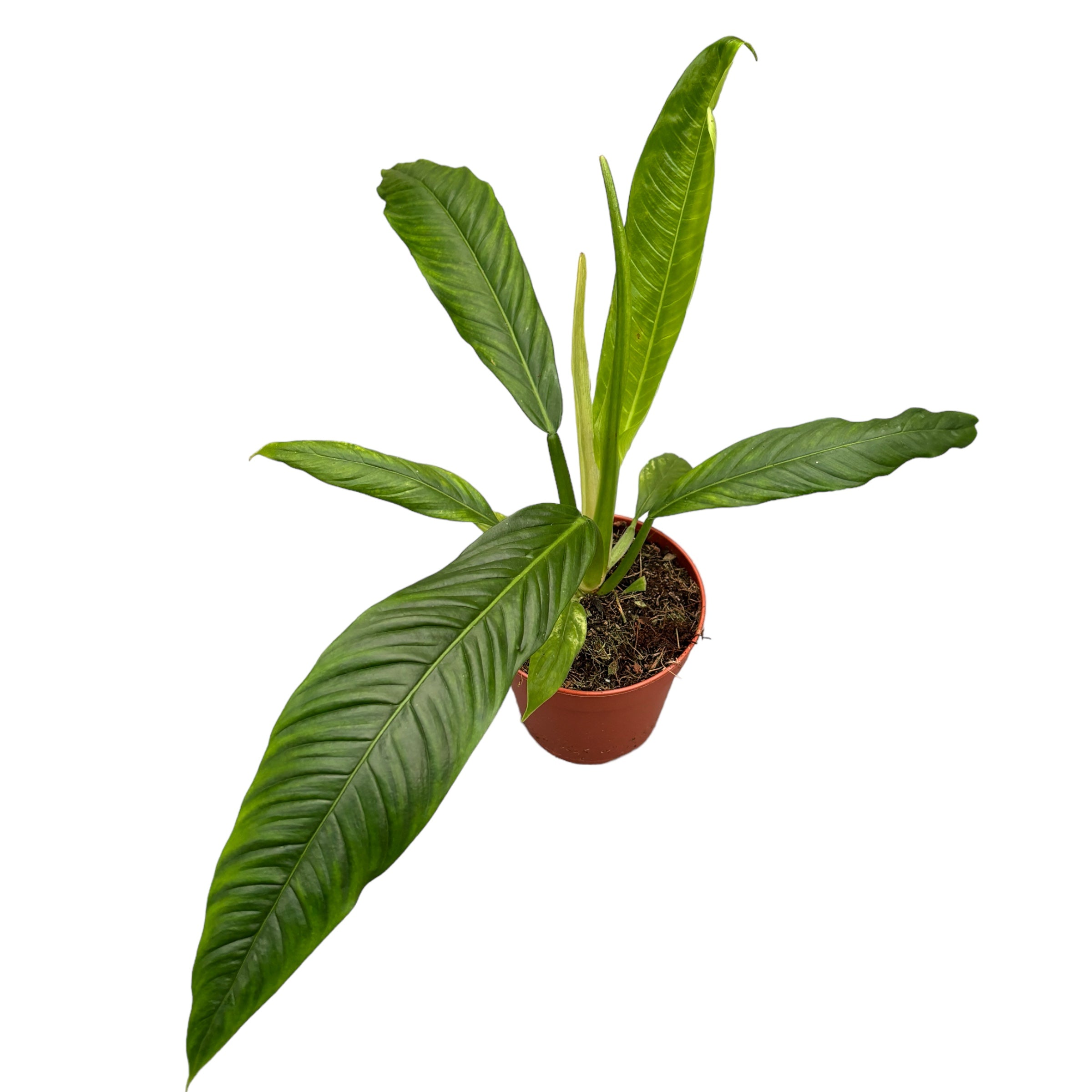 Philodendron campii 'Lynette'