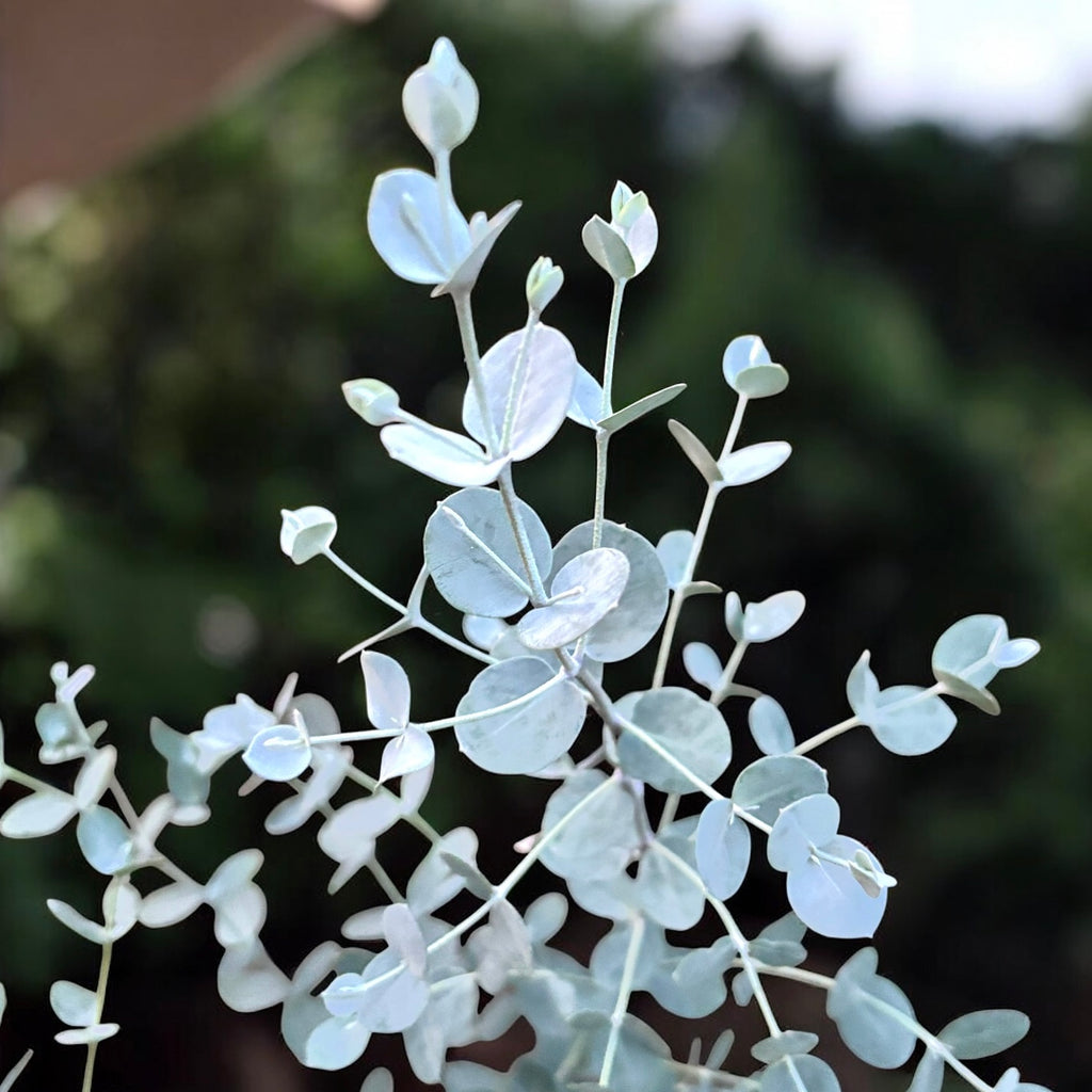 Ευκάλυπτος - Eucalyptus gunnii 'Blue Ice'