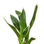 Grammatophyllum scriptum var. citrinum (variegata)