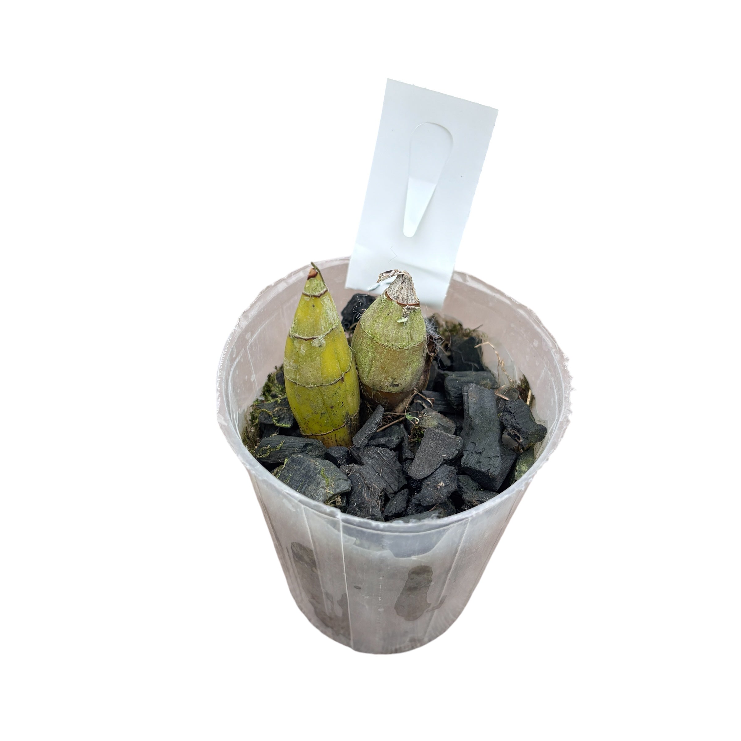 Clowesetum Jumbo Glory 'Jumbo Golden Elf'