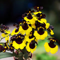 Gomesa Jiaho Queen (Oncidium Sabine Meyer) - voňavé kvety