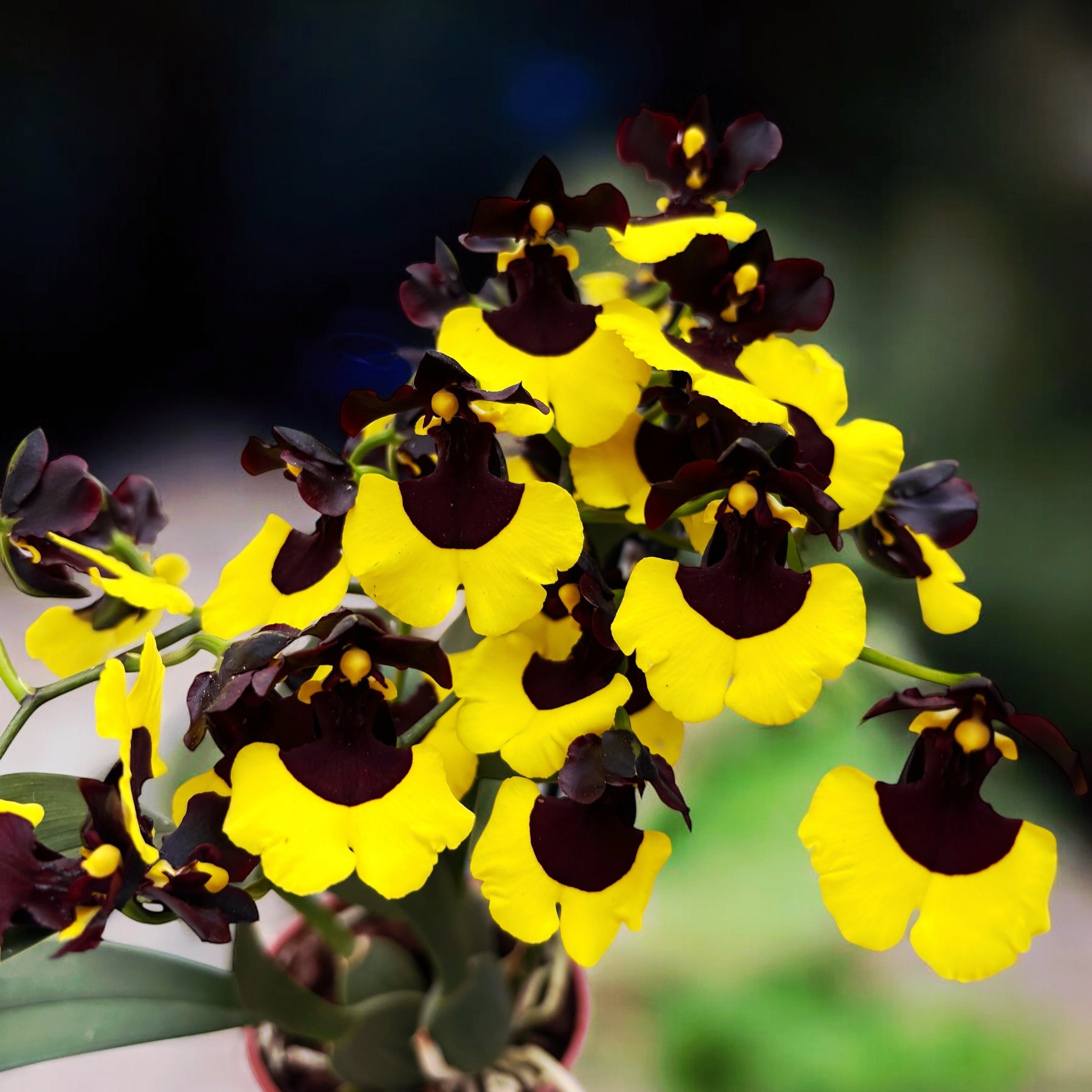 Gomesa Jiaho Queen (Oncidium Sabine Meyer) - flori parfumate