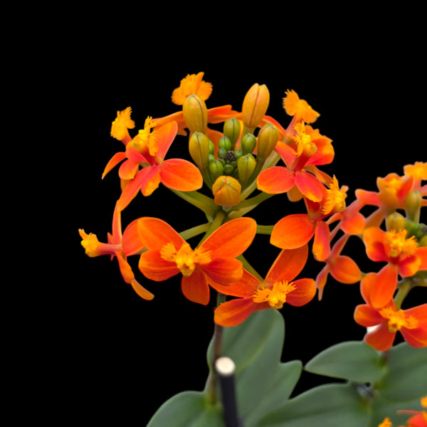 Epidendrum radicans Orange (exemplar unicat)