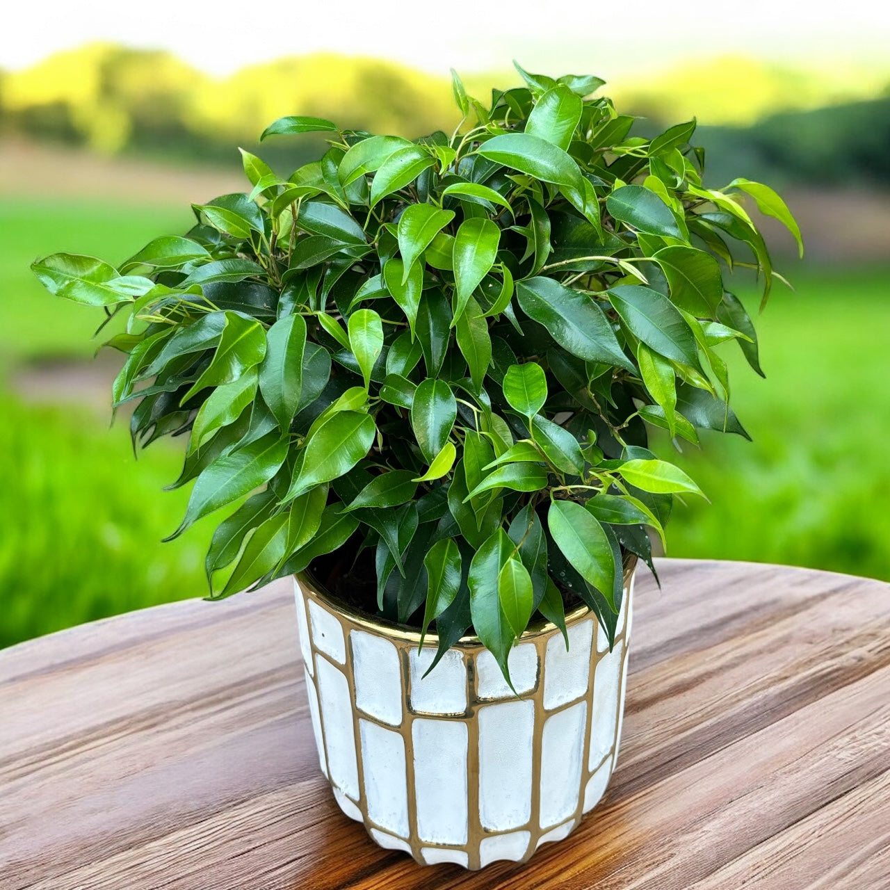 Ficus benjamina 'Green Kinky'