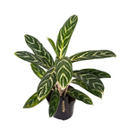 Aglaonema 'Ivy Green'