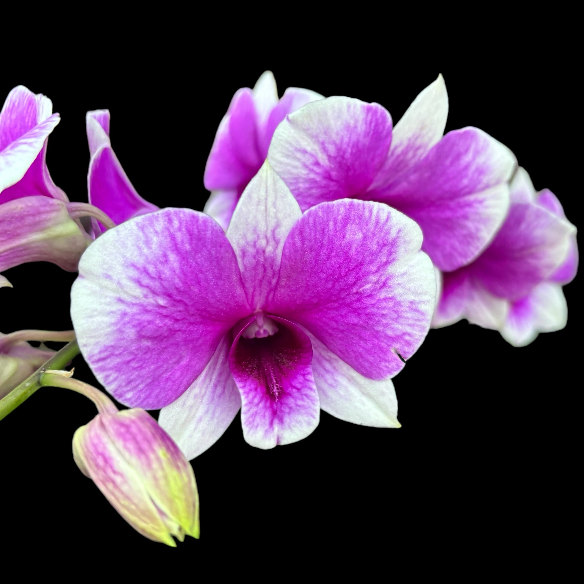 Dendrobium Arcadia Pixie (Dendrobium Compactum)