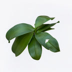 Phalaenopsis Chiada Stacy 'Divine Chocolate' (607)