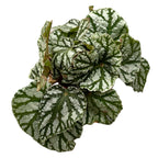 Begónia 'Tap Dance'