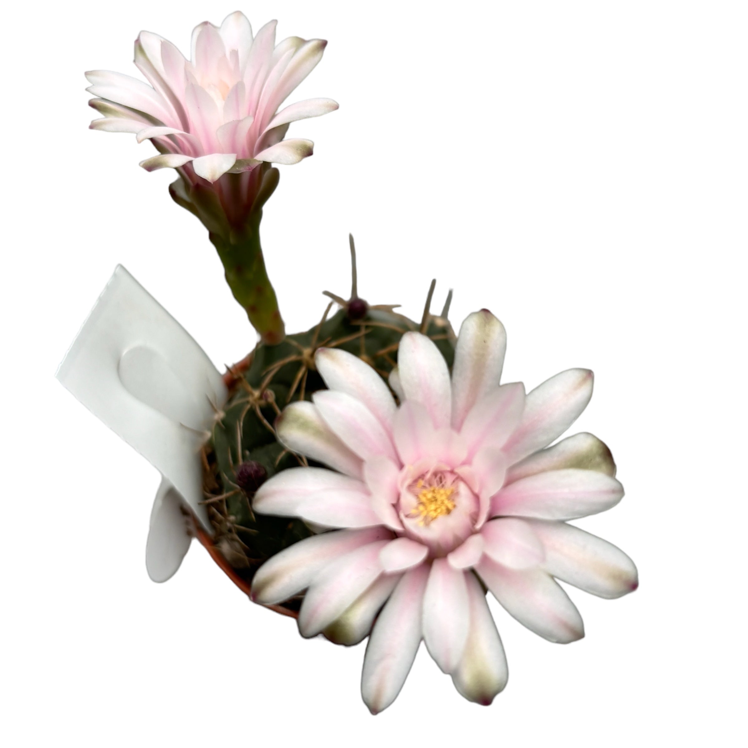 Gymnocalycium damsii (anisitsii)