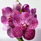 Vanda SUNANDA Magenta Glitter (Ansu)