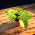 Alocasia gageana 'Aurea' (Variegatura Gialla)