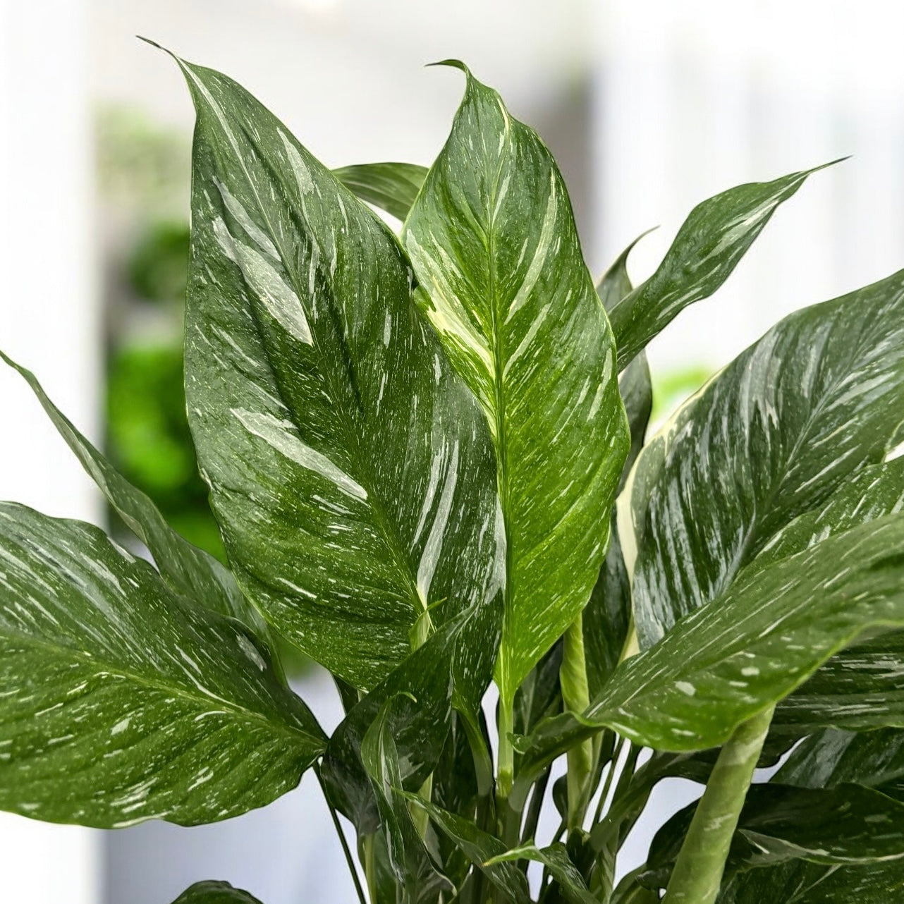 Spathiphyllum 'Diamond Variegata'