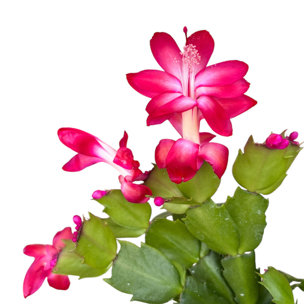 Schlumbergera 'Thor Olga' (Weihnachten) 2 Seiten