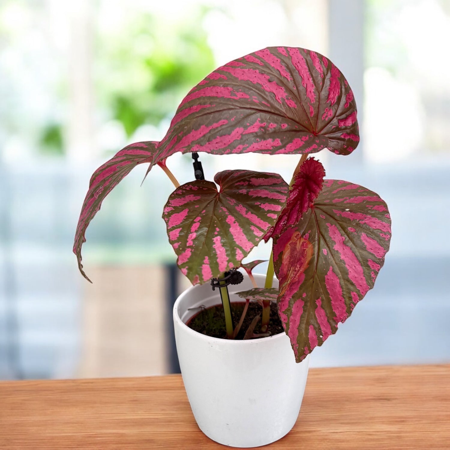 Begonia Brevirimosa - frunzis metalic, planta de colectie – Secret