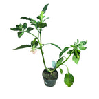 Ružová trúba anjelov - Brugmansia arborea (H80 cm) voňavé kvety, exempláre XL