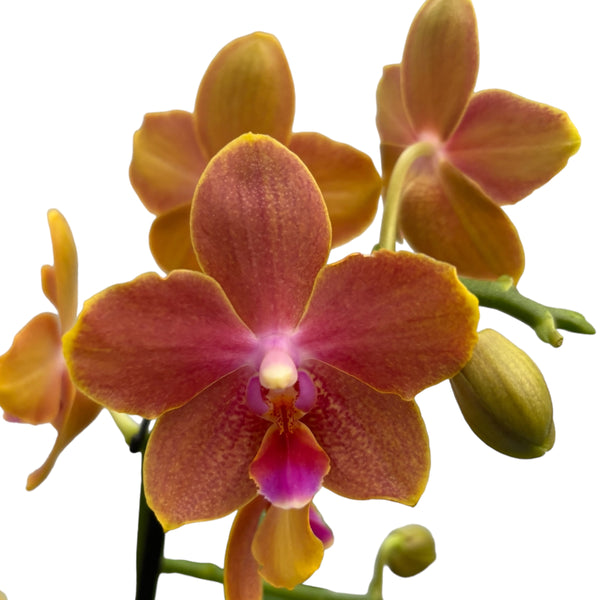 Phalaenopsis Limited #58 - fragrant flowers