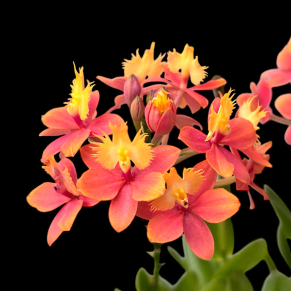 Epidendrum radicans ‘Orange-Yellow’ - exemplare XL D15