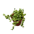 Senecio Herreianus (Erwtplant, Parelsnoer) babyplant