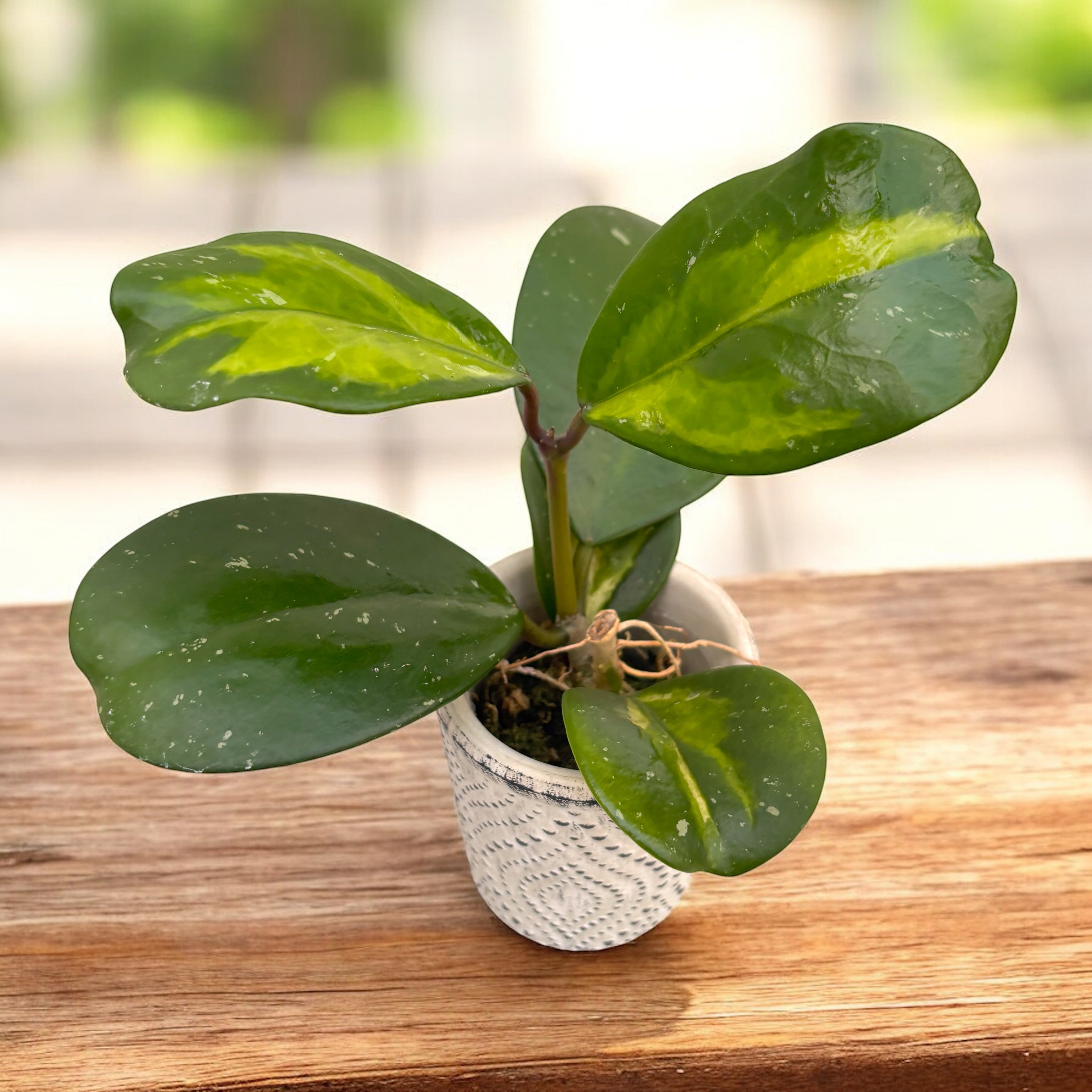 Hoya obovata 'Variegata' - flori parfumate