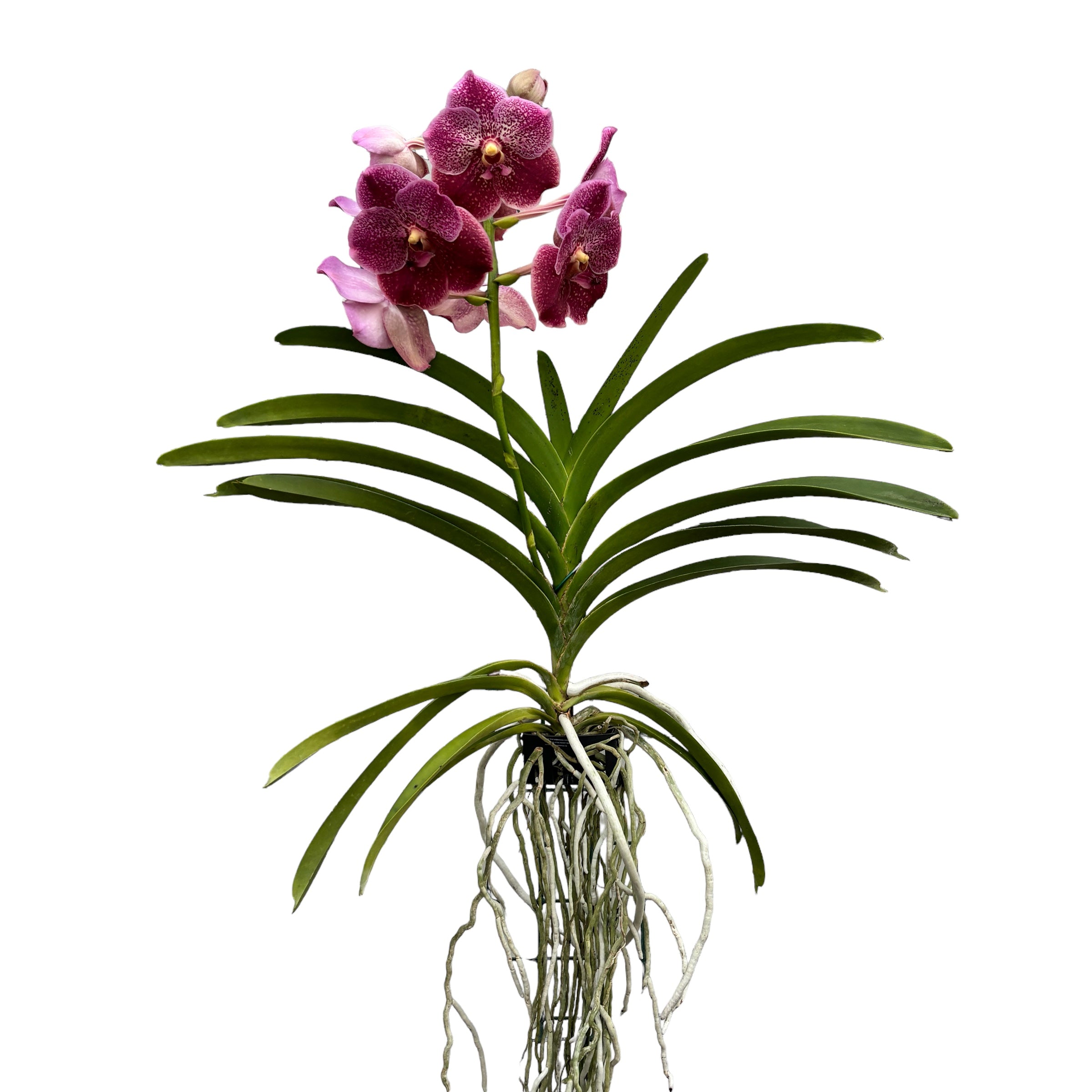Vanda Chocolate Red (Ansu)