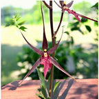 Wilhelmara Pinot Princess