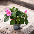 Impatiens Glimmer Double Pink (sporul casei cu flori duble roz)