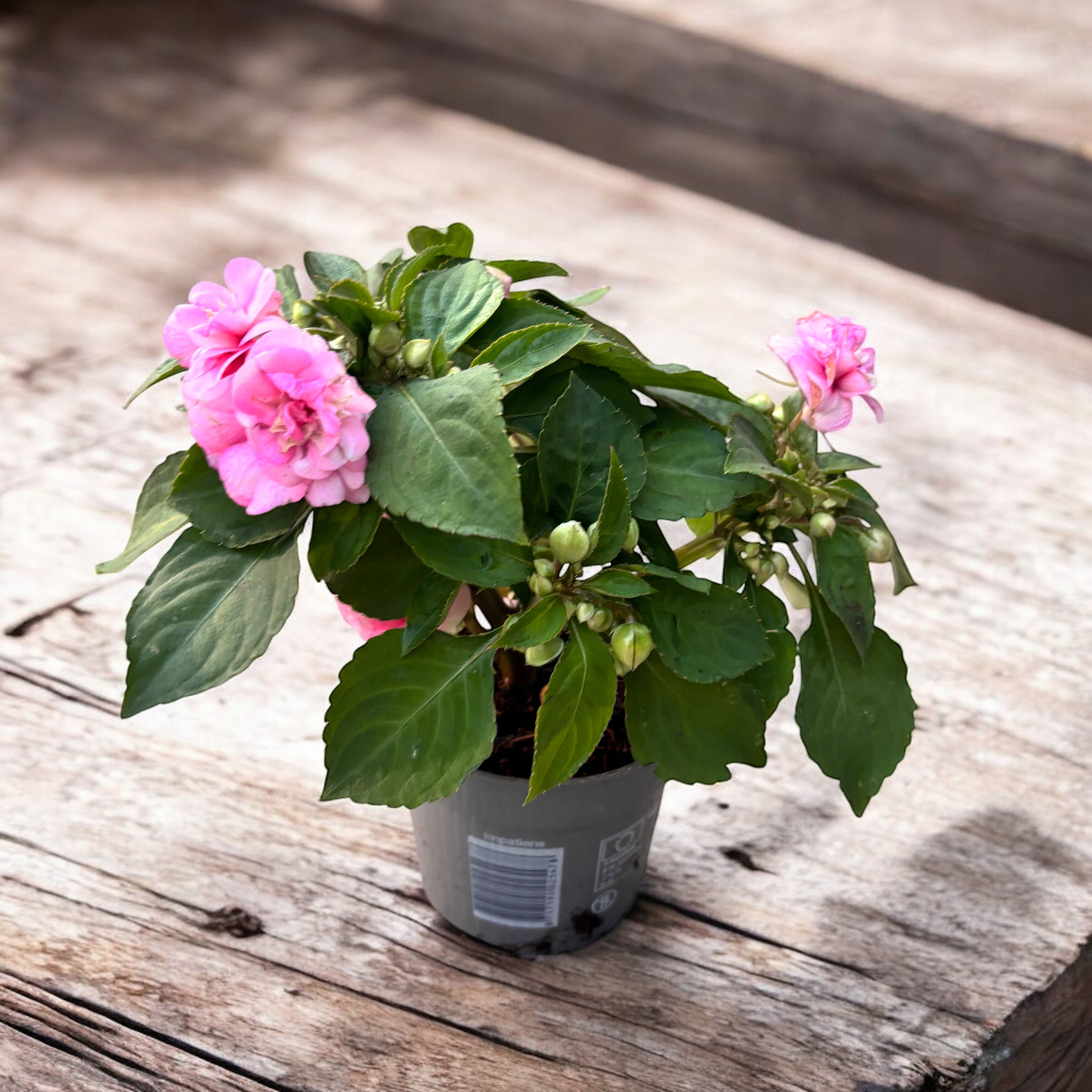 Impatiens Glimmer Double Pink (sporul casei cu flori duble roz)