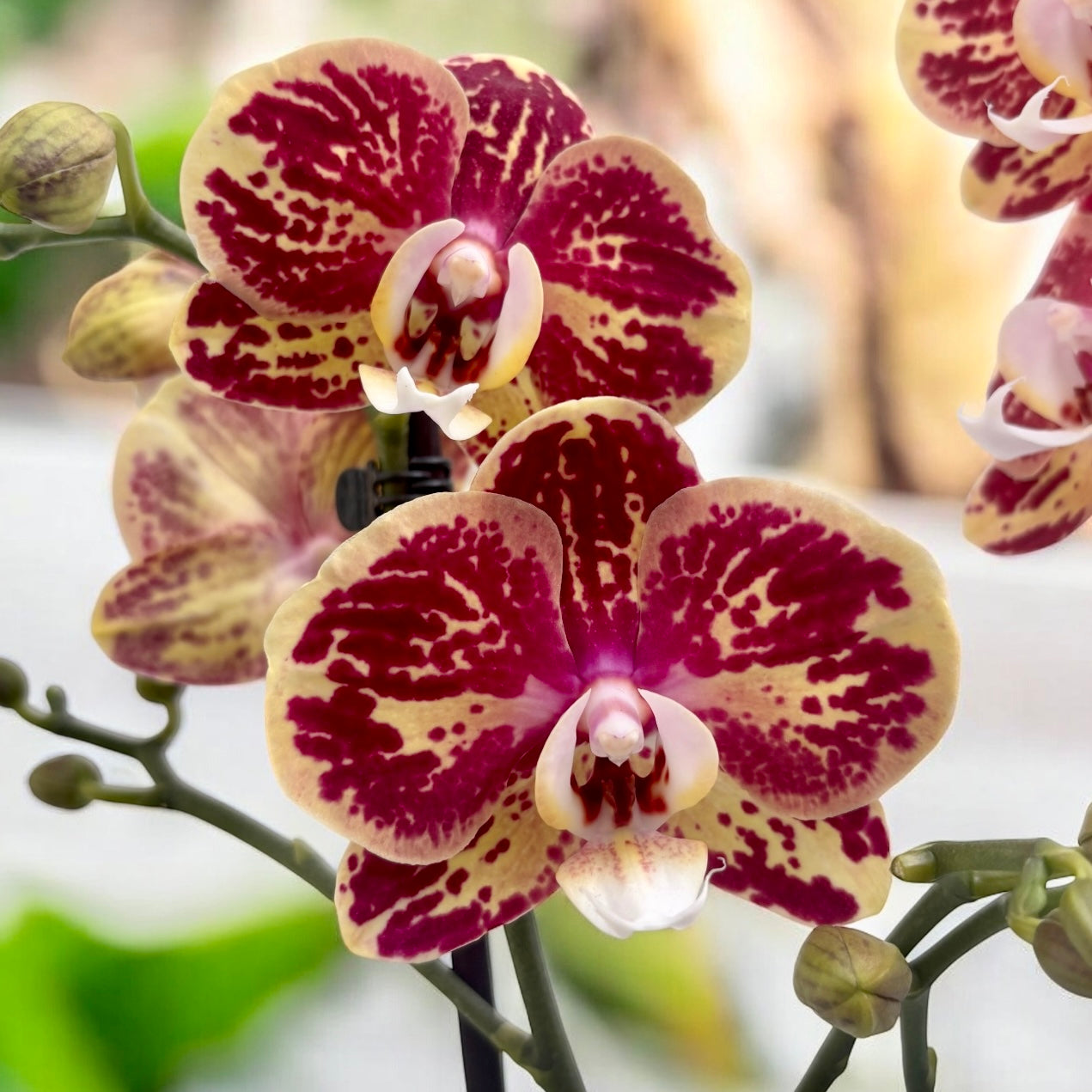 Phalaenopsis OX Bravo (Spears, Brainstorm)