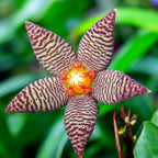 Piaranthus barrydalensis