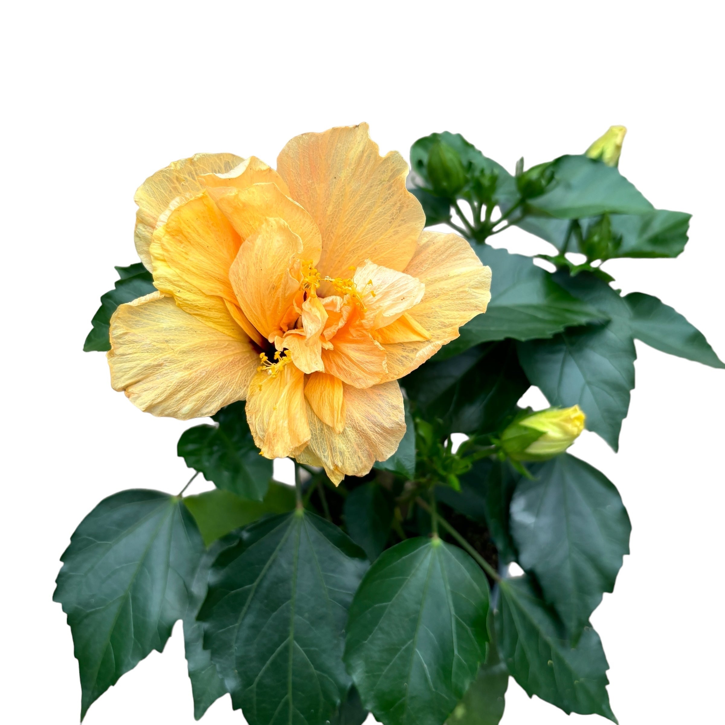 Hibiscus mix - Trandafir japonez cu floarea dubla