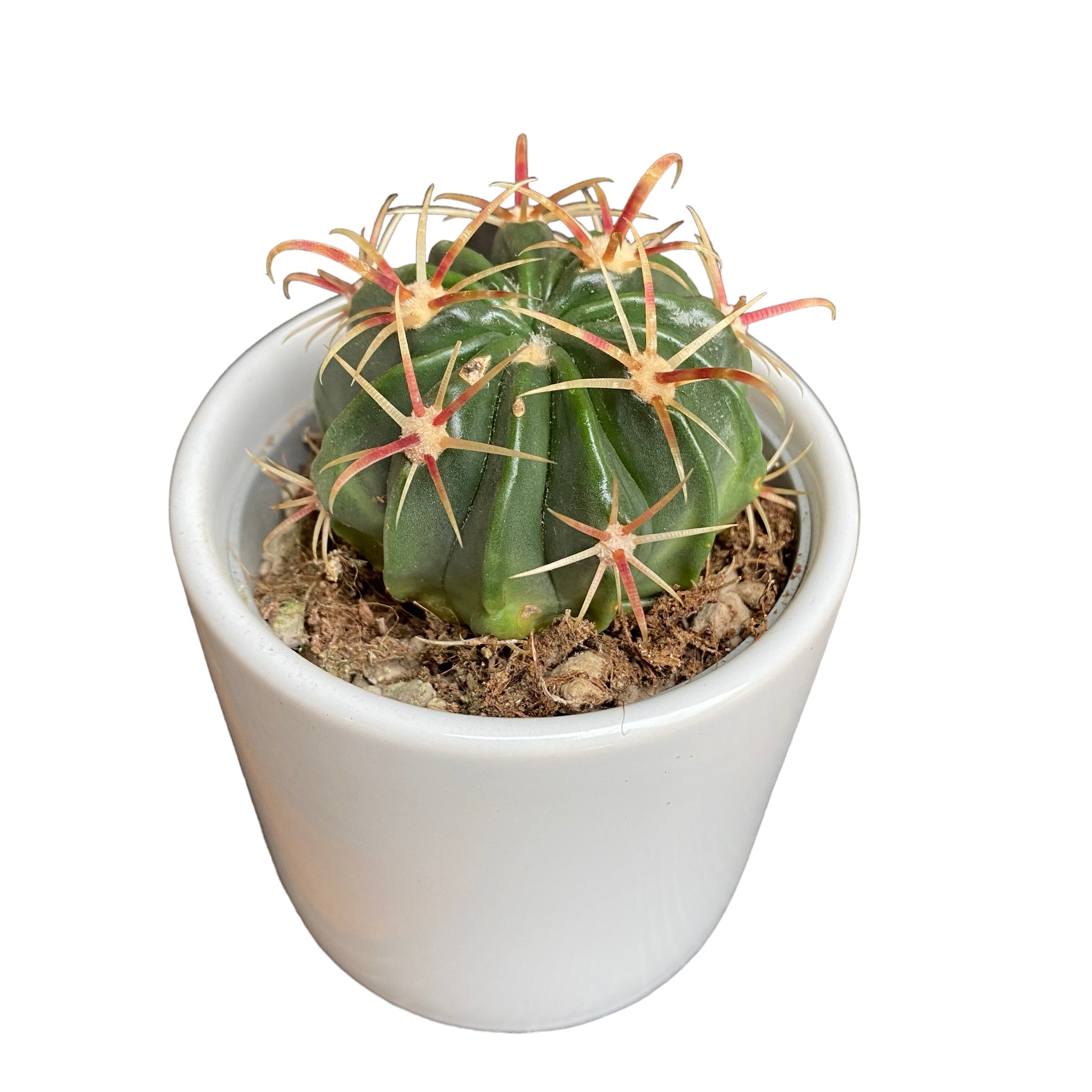 Ferocactus macrodiscus