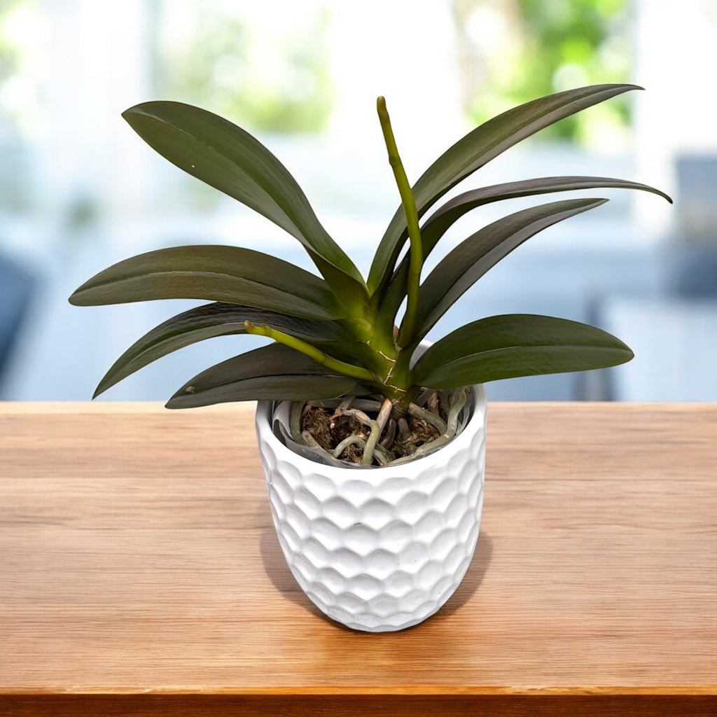 Phalaenopsis Sogo Yellowtris (pelorisch - 3 Lippen)