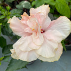 Hibiscus rosa - sinensis - Hibiscus japonais à fleur double crème