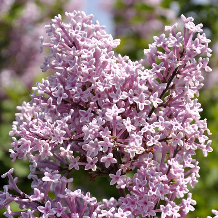 Syringa vulgaris 'Josee' ('Morjos 060f')