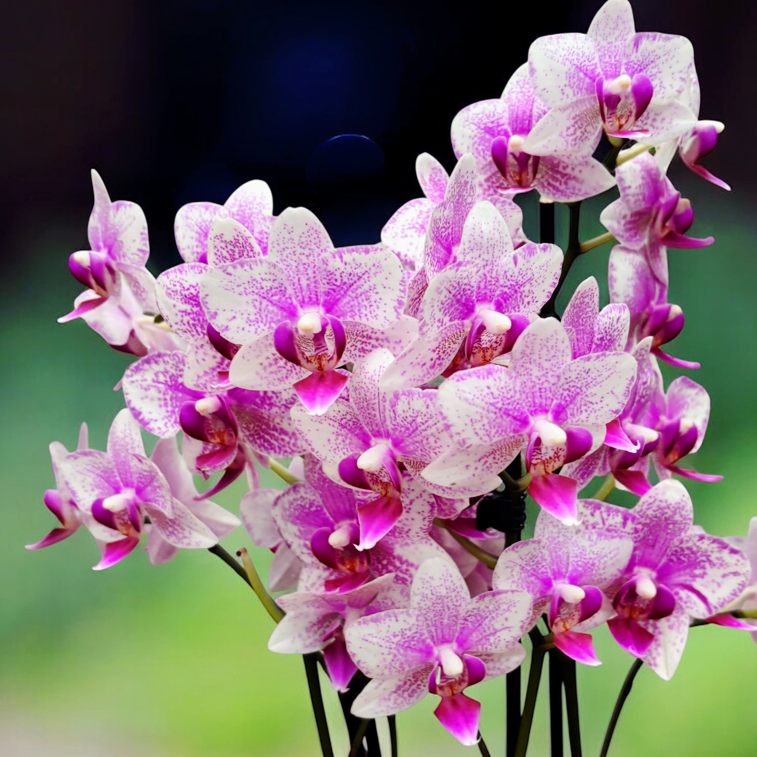 Phalaenopsis Anthura Rotterdam