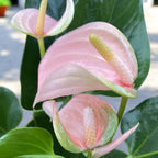 Anthurium ‘Joli Peach’ – delicate elegance with pastel flowers and a tropical vibe