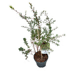 Eucalipt - Eucalyptus parvula (Eucalyptus parvifolia)