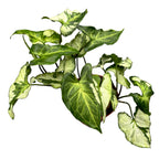 Syngonium 'Three Kings'