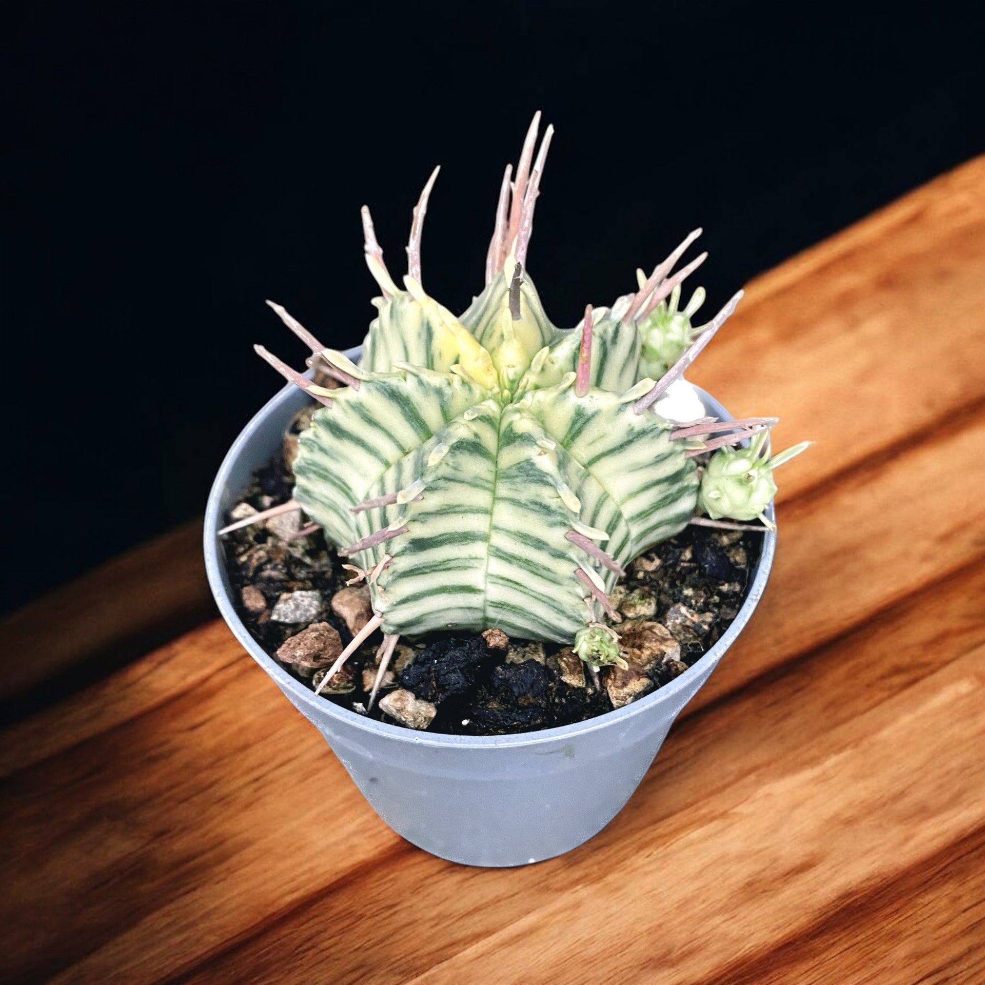Euphorbia meloformis variegated – Secret Garden Plant Shop