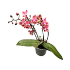 Phalaenopsis Odorion * flori PELORICE