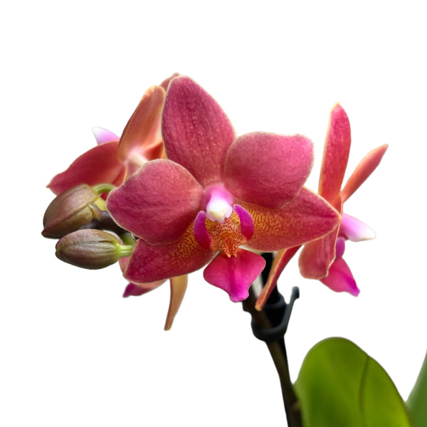 Phalaenopsis Goodnight Kiss scented