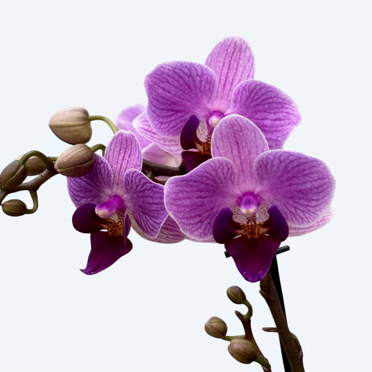 Phalaenopsis Younghome Purple Baby ‘07131’