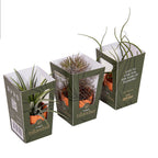 Tillandsia AirPlant mix in teracota