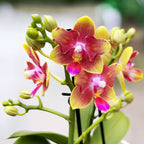 Phalaenopsis Rising Sun - flores peloricas perfumadas (Butterfly & 3lips)