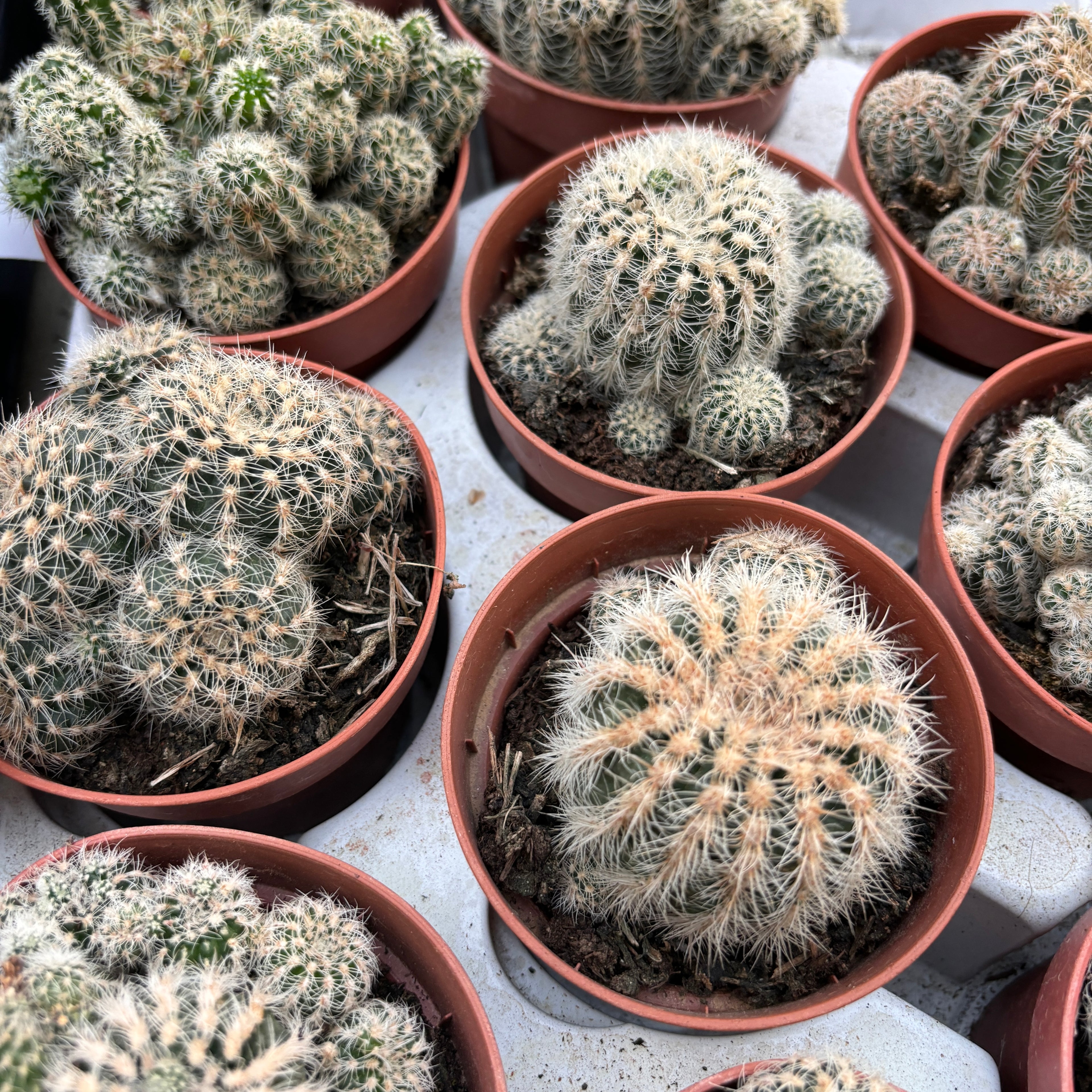 Gymnocalycium Bruchii