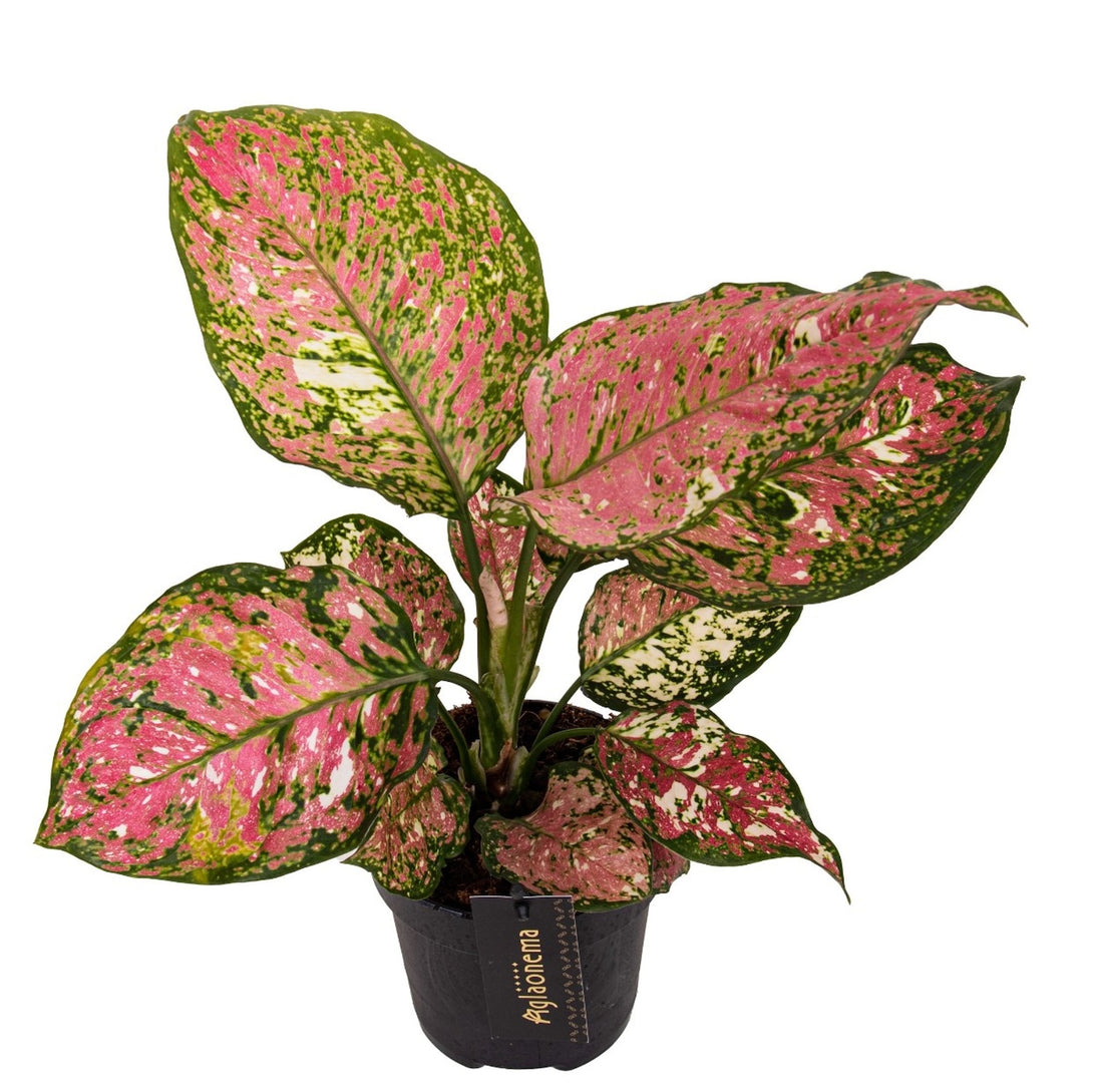 Aglaonema 'Jazzy Red'