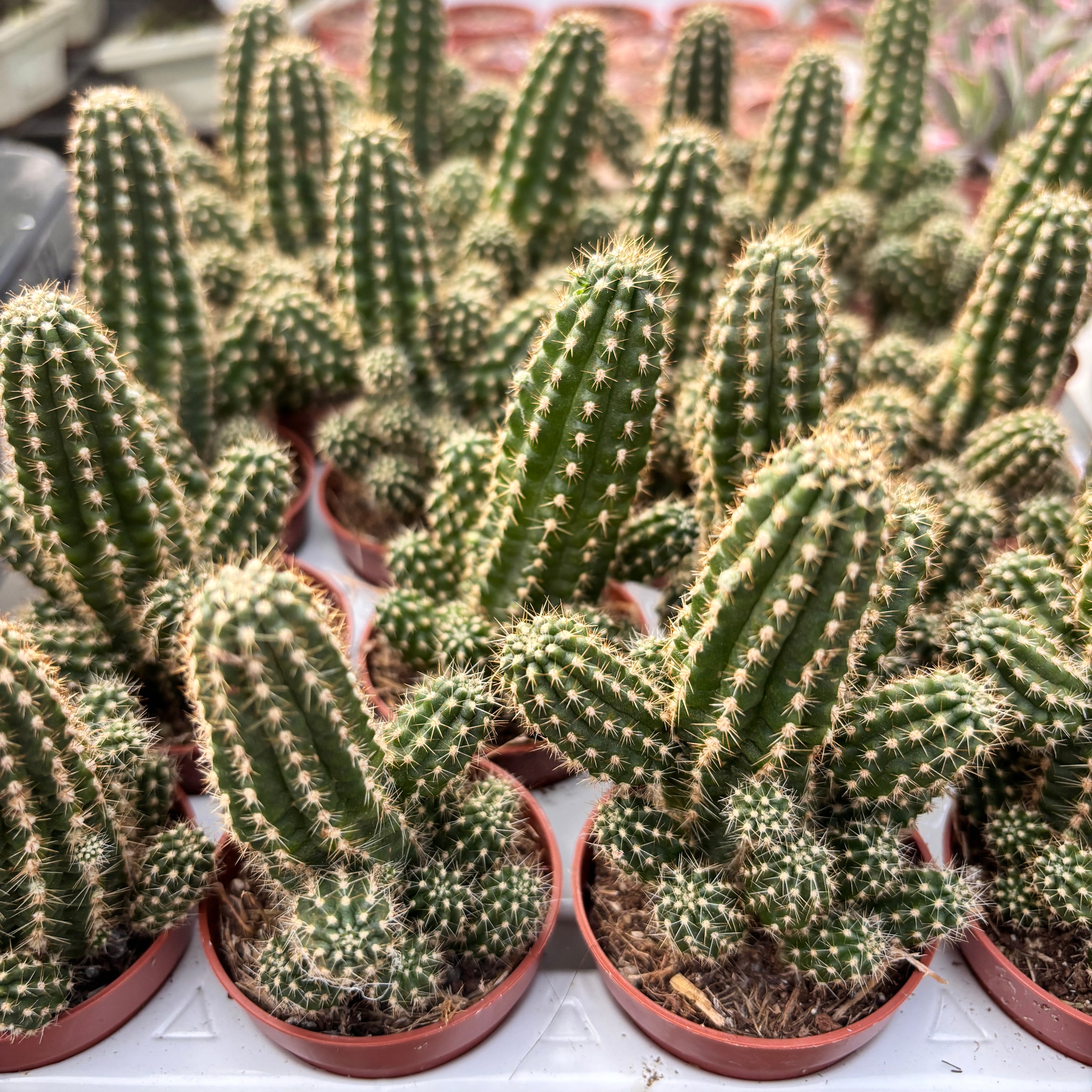 Chamaecereus silvestrii